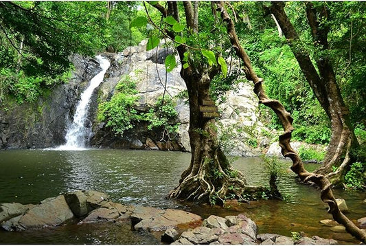 Waterfall Aquarium Background Jungle Forest Lake Stream Natural Landscape Terrarium Backgrounds Tropical Plants Rocks Fish Tank Background Jungle Trees Garden Style Reptile Tank Backgrounds 48x24in