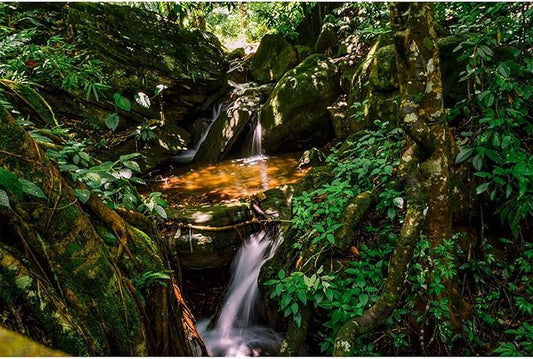 Waterfall Aquarium Background Jungle Forest Lake Stream Natural Landscape Terrarium Backgrounds Tropical Plants Rock with Moss Fish Tank Background Jungle Forest Style Reptile Backgrounds 72x24in