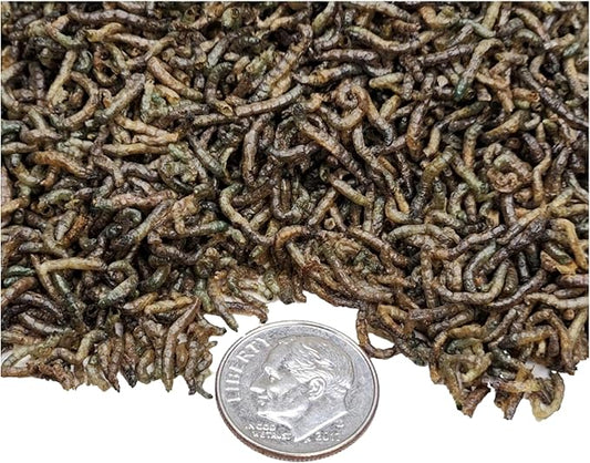 Aquatic Foods Inc. Bloodworms- Freeze Dried Grade A Floating Bloodworms for Discus, Cichlids, All Tropical Fish, Koi & Pond Fish, Carnivore Plants - 1-lb Lg Jar